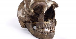 Neanderthal Mendengarkan Dunia Sama Seperti Kita