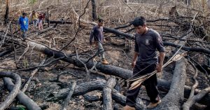 Ada Rencana Global untuk Melestarikan Alam.  Masyarakat Pribumi Bisa Memimpin.