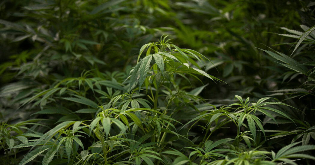 Meksiko Mengesahkan RUU untuk Melegalkan Ganja