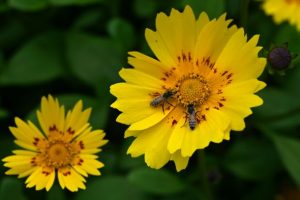 Kebiasaan Mengonsumsi Madu Ternyata Sudah Dimulai 3.500 Tahun Lalu